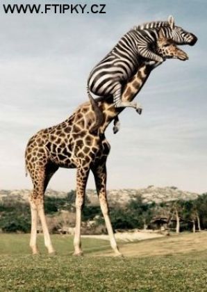 divná to zebra.jpg